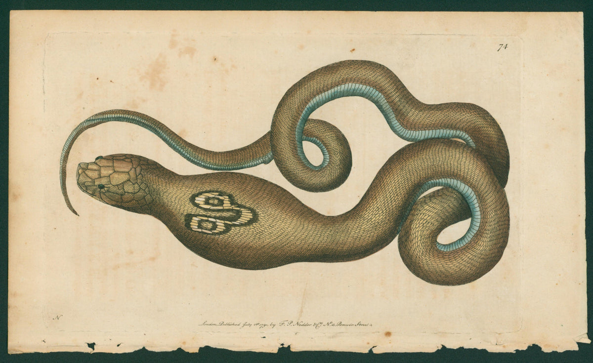 Snake_Albion - Authentic Vintage Antique Print