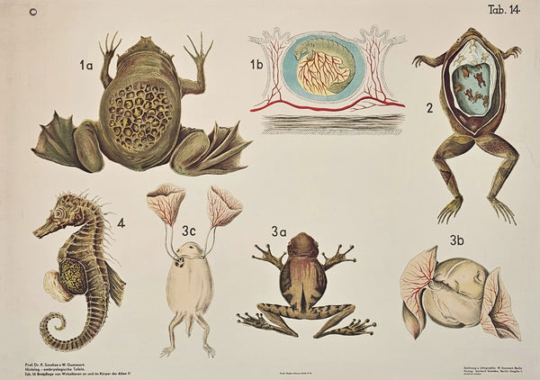 Vintage Natural History Prints & Posters - Authentic Vintage Posters