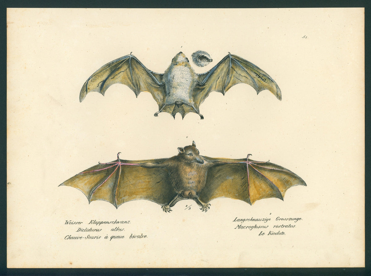 Bats, Mammals- Stone Lithograph - Authentic Vintage Antique Print