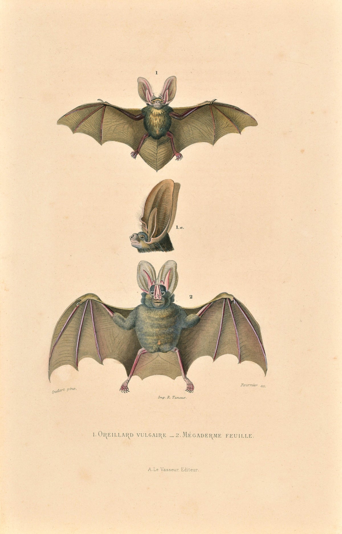 Edwards Bat- Hand-Colored Engraving - Authentic Vintage Antique Print