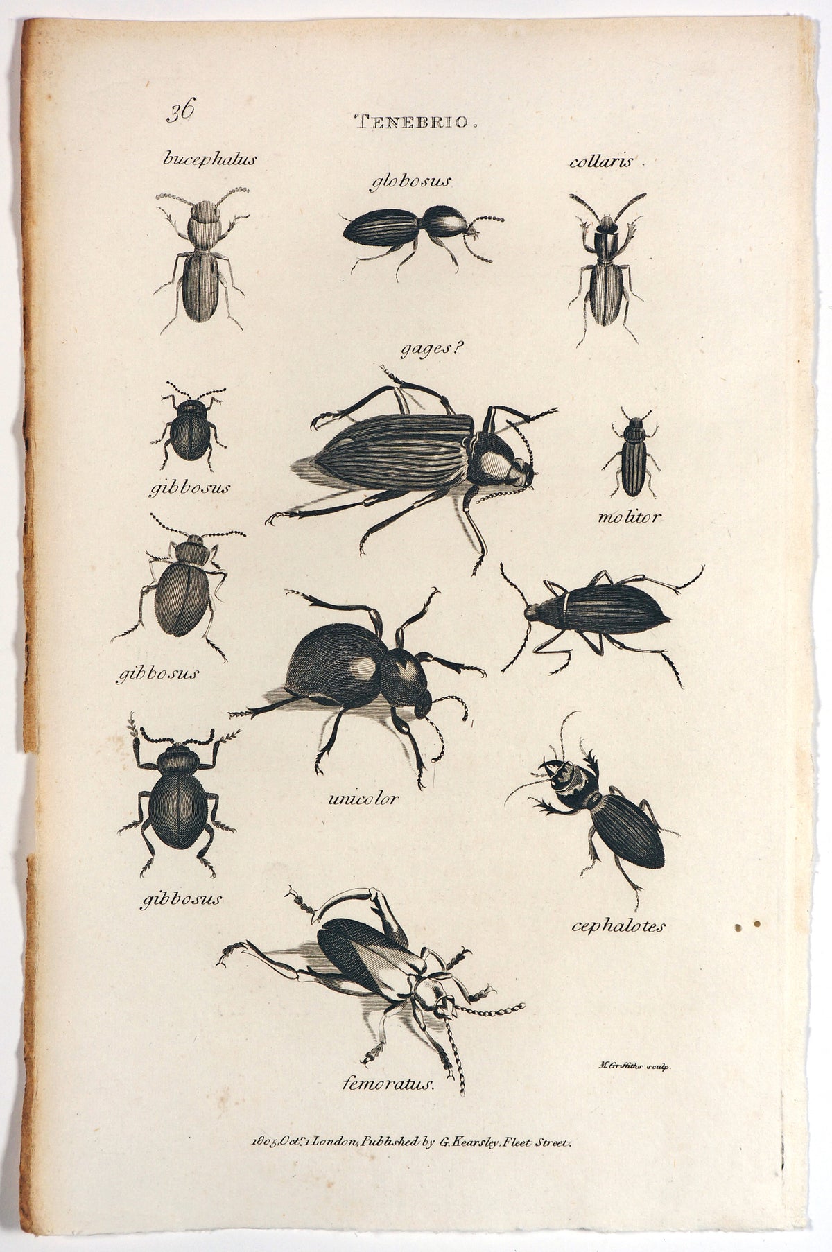 Darkling Beetles, Tenebrio - Authentic Vintage Antique Print