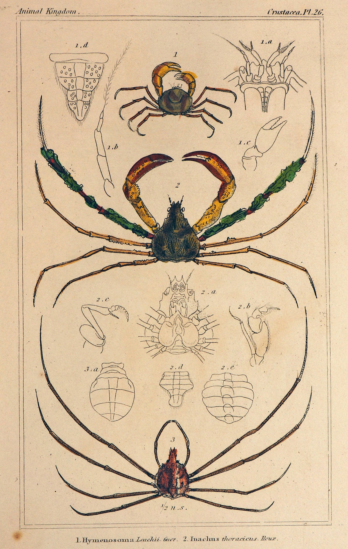 Crabs, Lobster Antique Engraving - Authentic Vintage Antique Print