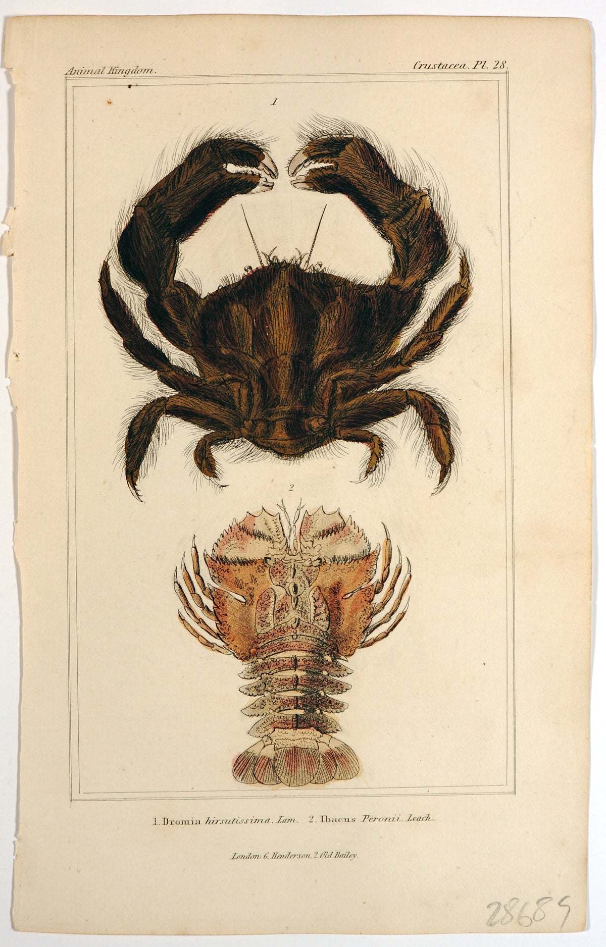 Crabs &amp; Lobster, Antique Engraving - Authentic Vintage Antique Print