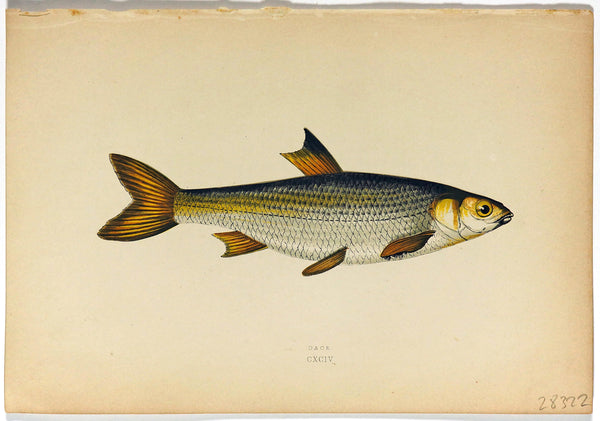 Couch 1878 Antique Fish 絵図
