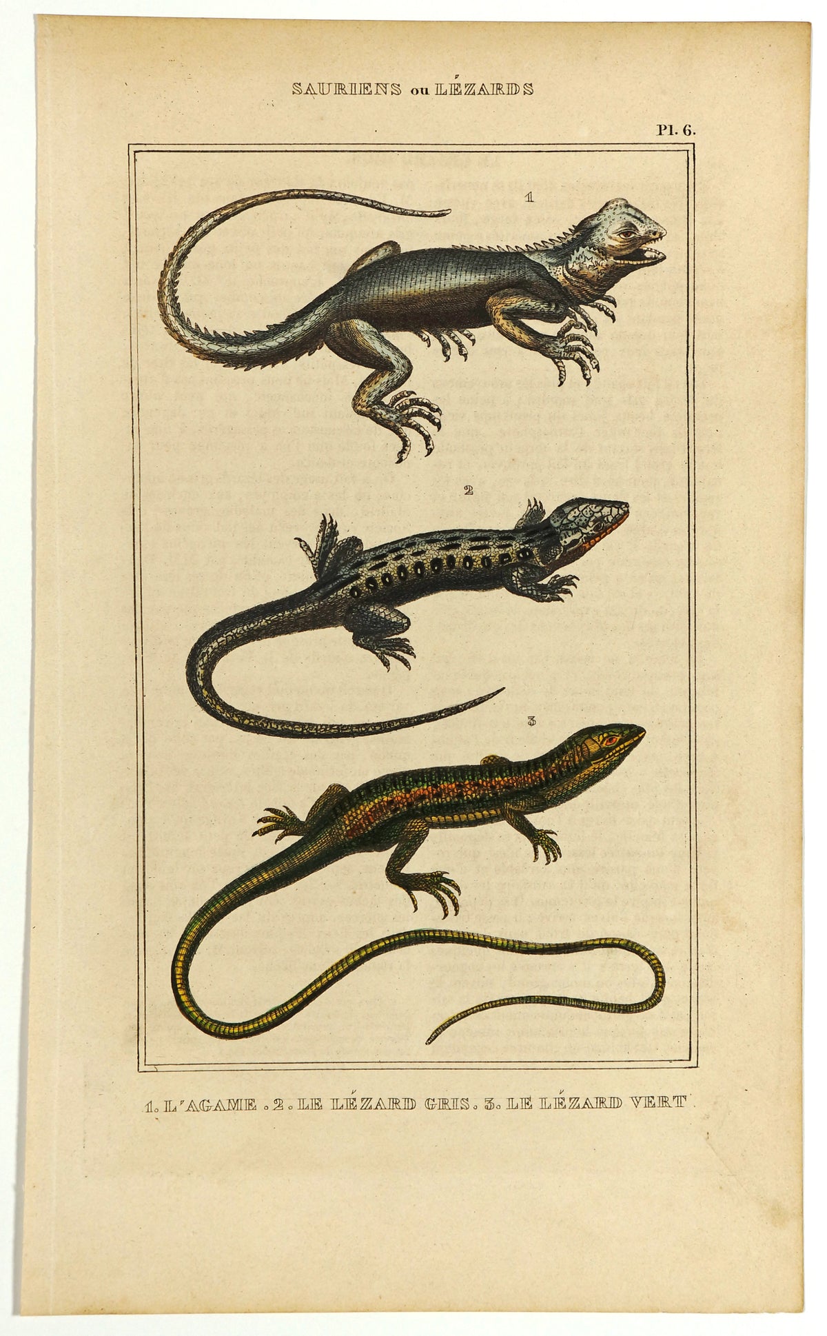 Agama, Green &amp; Gray Lizards Hand Colored Engraving - Authentic Vintage Antique Print