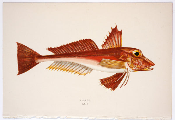 Couch 1878 Antique Fish 絵図
