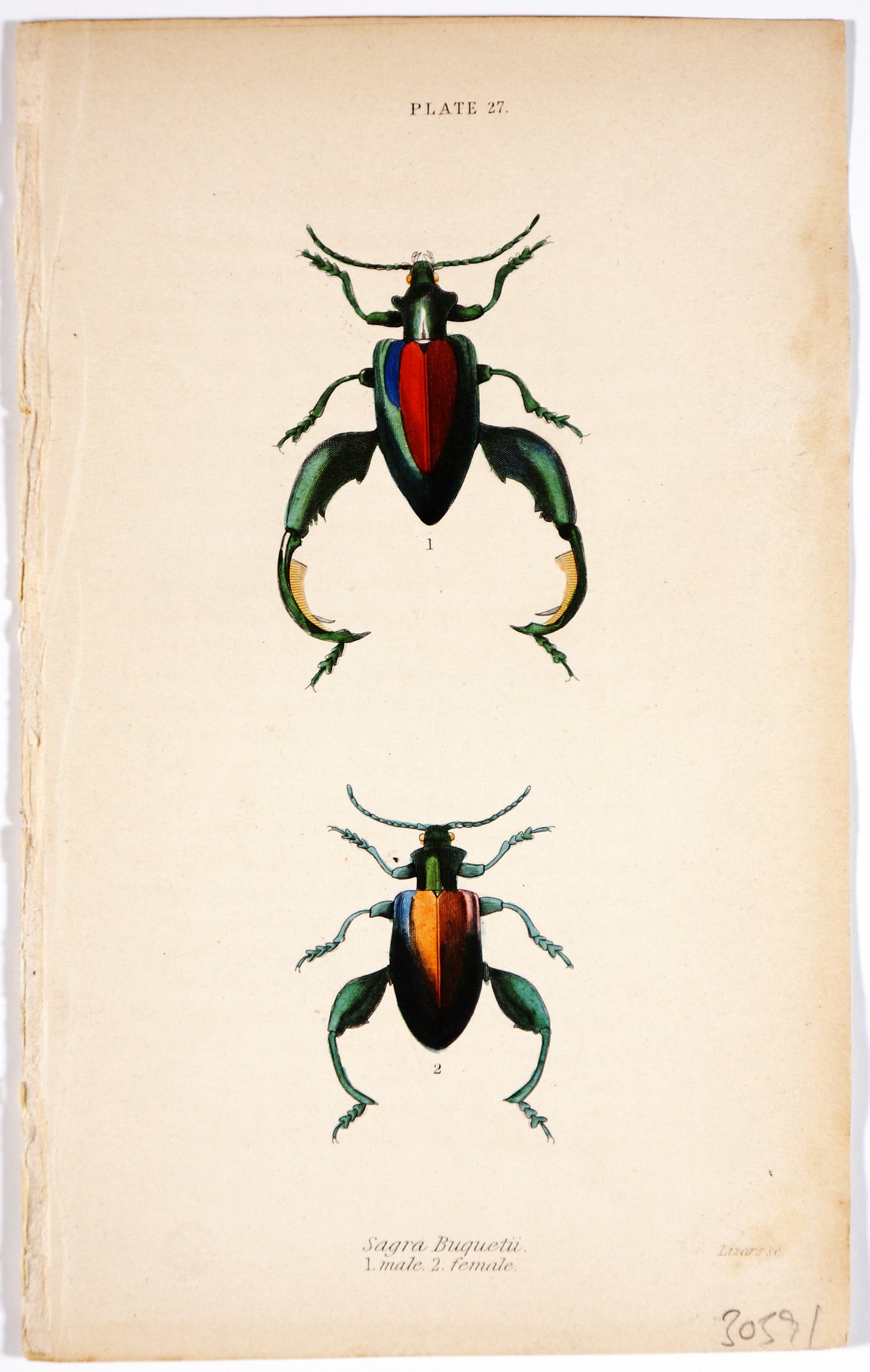 Sagra Buqueti Beetles, Hand-Colored Antique Print - Authentic Vintage Antique Print