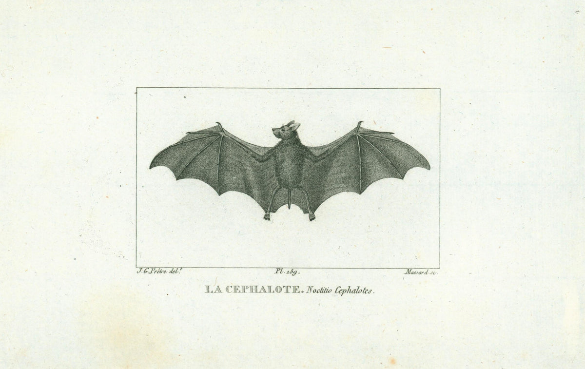 Buffon&amp; Cuvier- Bat 159 - Authentic Vintage Antique Print