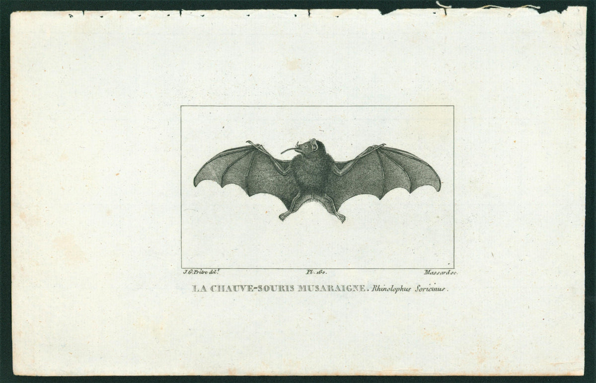 Buffon&amp; Cuvier- Bat 160 - Authentic Vintage Antique Print