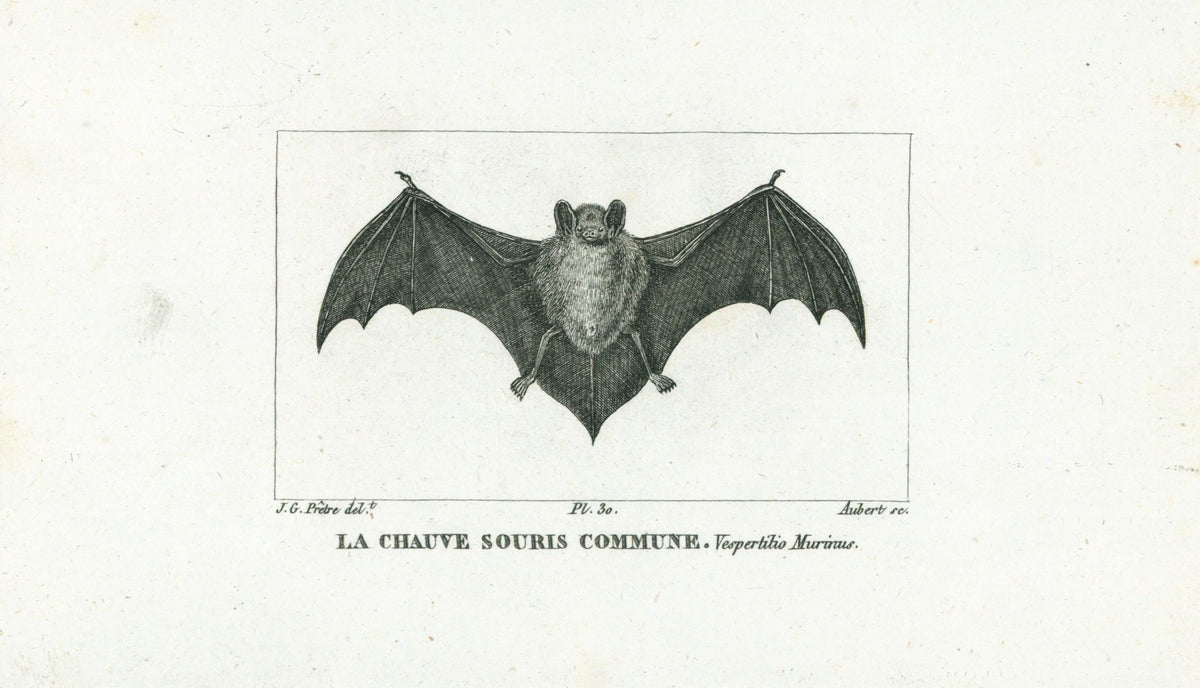 Buffon&amp; Cuvier- Bat 30 - Authentic Vintage Antique Print