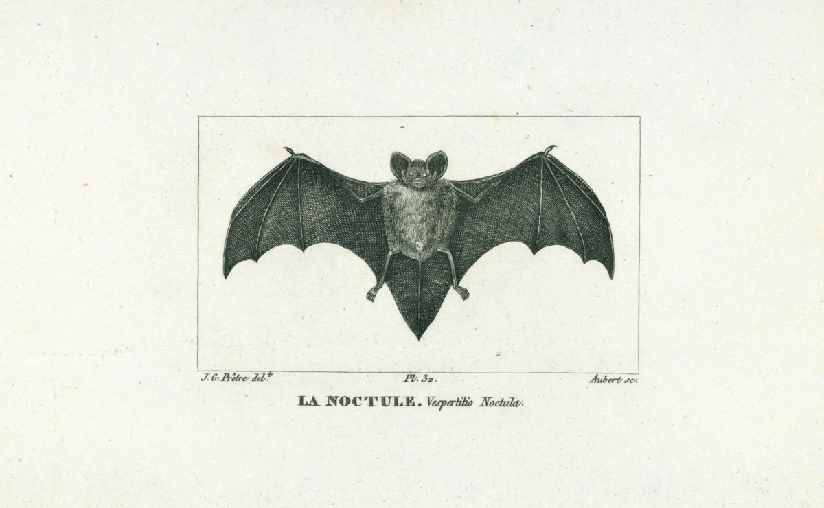 Buffon&amp; Cuvier- Bat 32 - Authentic Vintage Antique Print