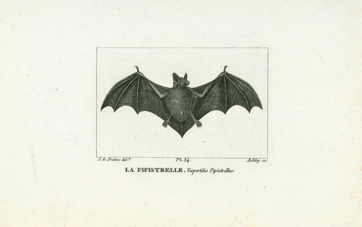 Buffon&amp; Cuvier- Bat 34 - Authentic Vintage Antique Print