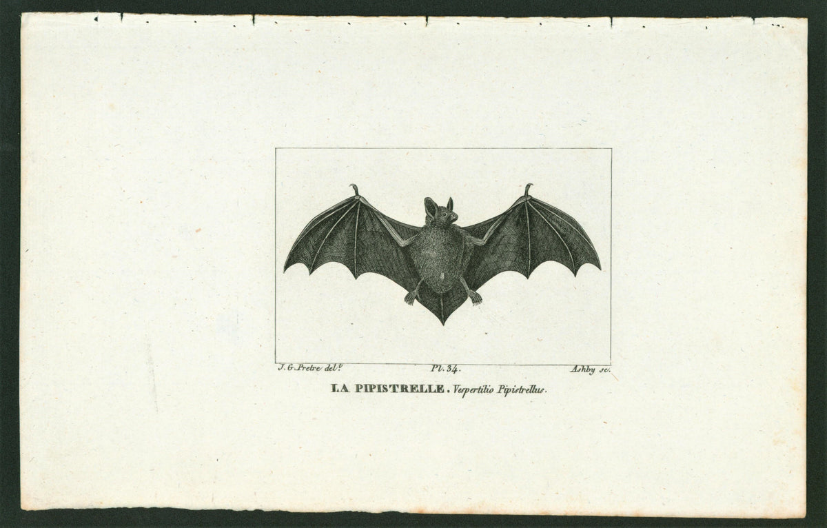 Buffon&amp; Cuvier- Bat 34 - Authentic Vintage Antique Print