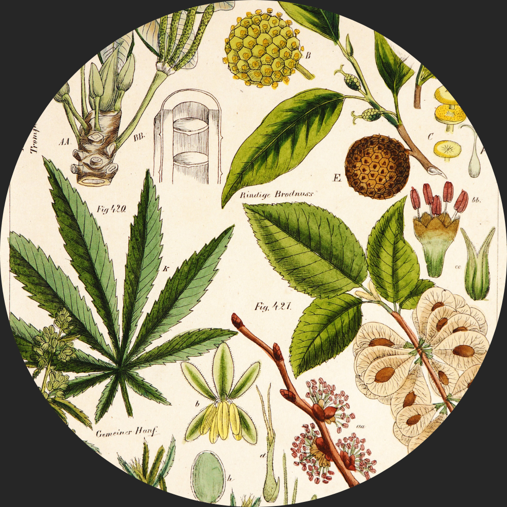 Vintage Illustrations & Antique Prints