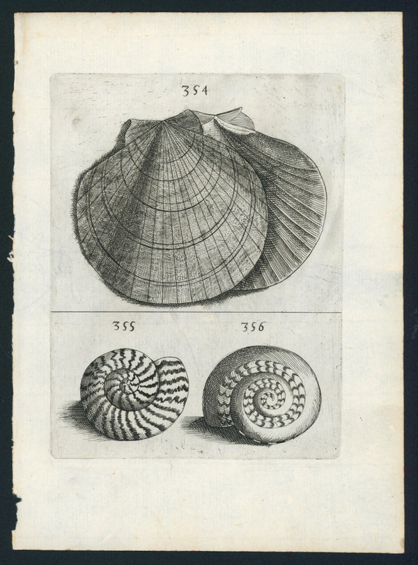 Baroque Conchology, Steel Engraving - Authentic Vintage Antique Print