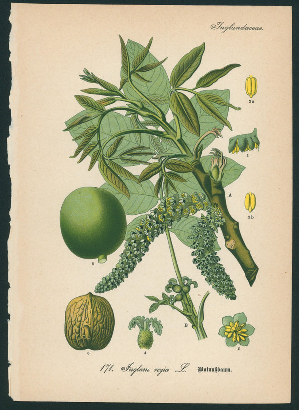 Fuglans Regia L. - Antique Botanical Print - Authentic Vintage Antique Print