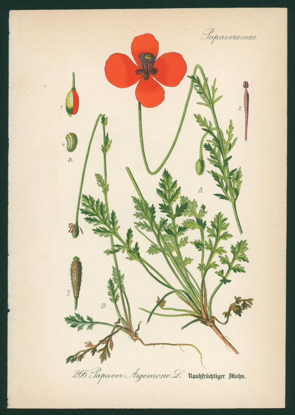 Papaver Argemone L.- Antique Botanical Print - Authentic Vintage