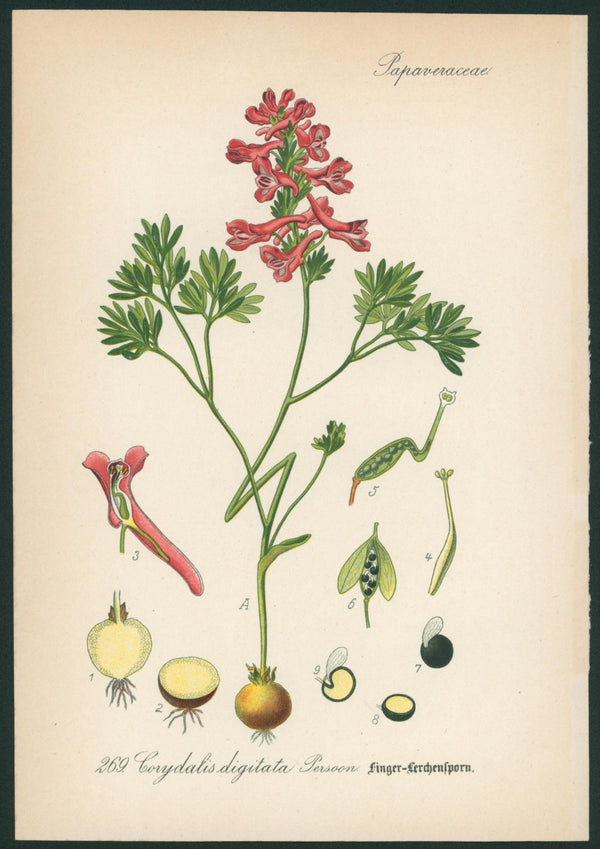 Corydalis Digitata Persoon- Antique Botanical Print - Authentic Vintage Antique Print