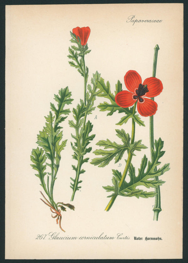 Glaucium Corniculatum Curtis- Antique Botanical Print - Authentic Vintage
