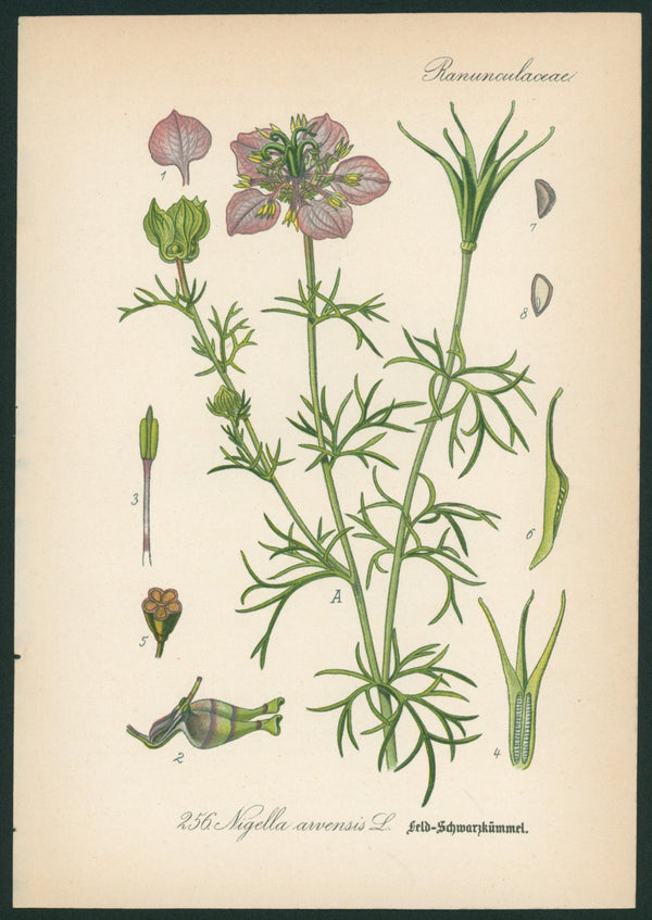 Nigella Arvensis- Antique Botanical Print - Authentic Vintage Antique Print