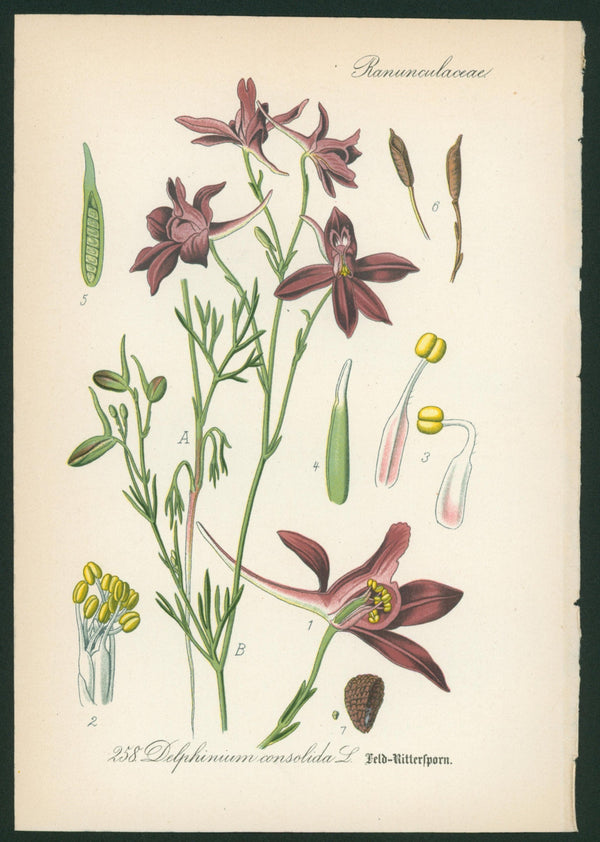 Delphinium Consolida- Antique Botanical Print - Authentic Vintage Antique Print