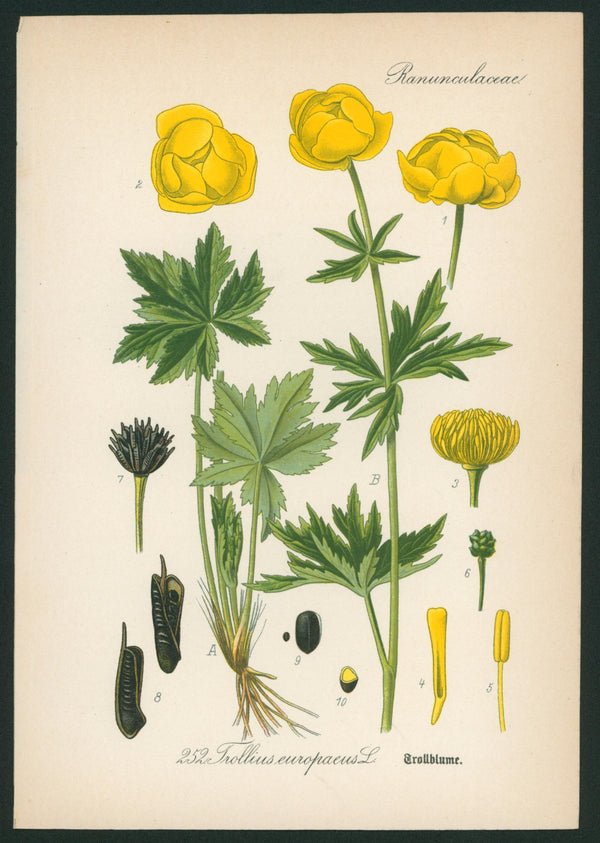 Trollius Europaeus- Antique Botanical Print - Authentic Vintage