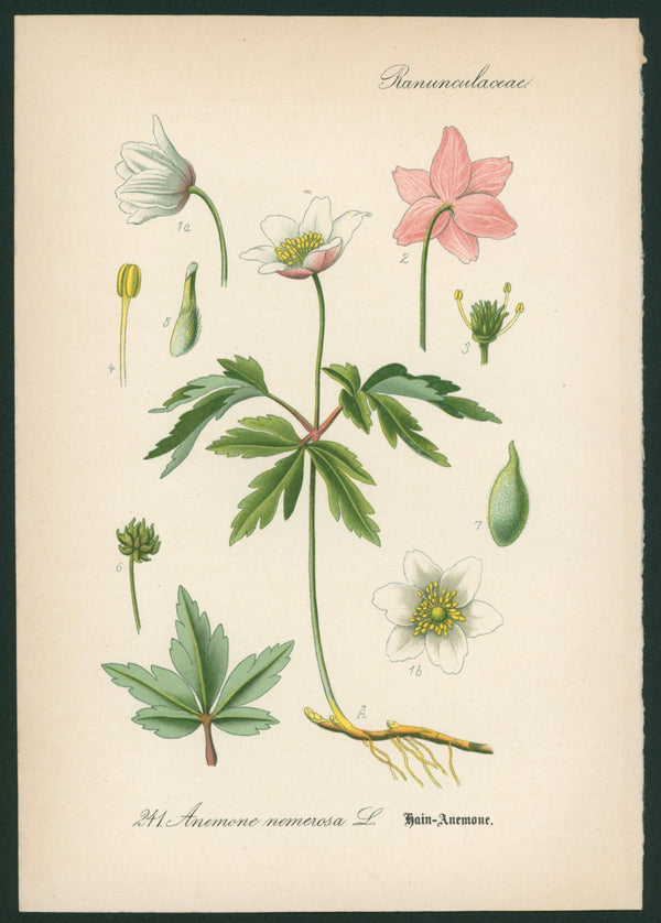 Anemone Nemerosa- Antique Botanical Print - Authentic Vintage
