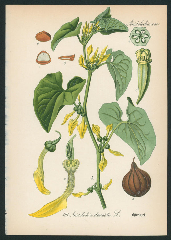 Aristolochia Clematitis - Antique Botanical Print - Authentic Vintage Antique Print