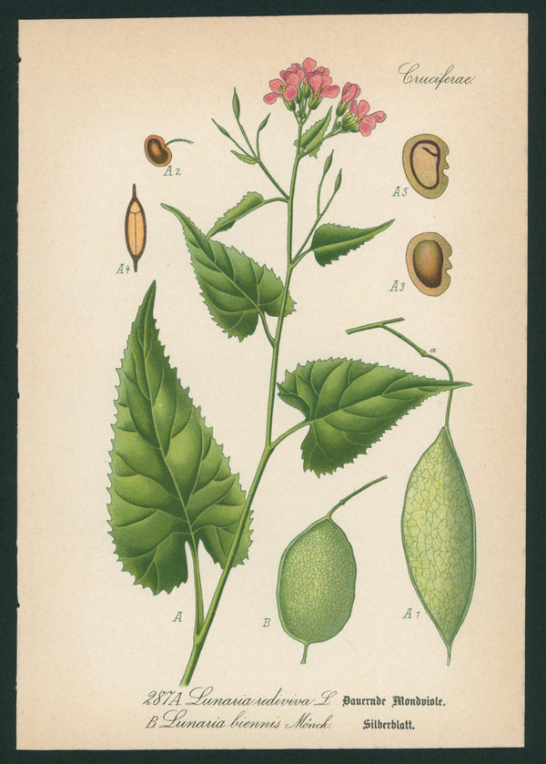 Lunaria Rediviva - Antique Botanical Print - Authentic Vintage Antique Print
