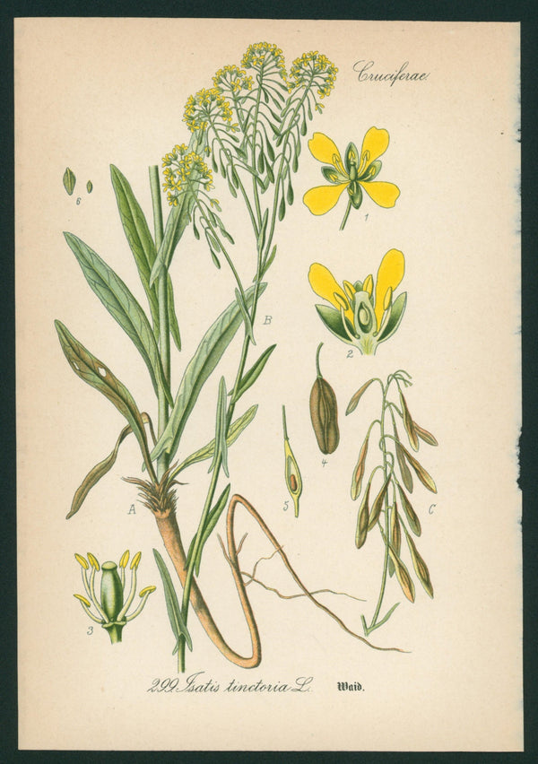 Isatis Tinctotia- Antique Botanical Print - Authentic Vintage Antique Print