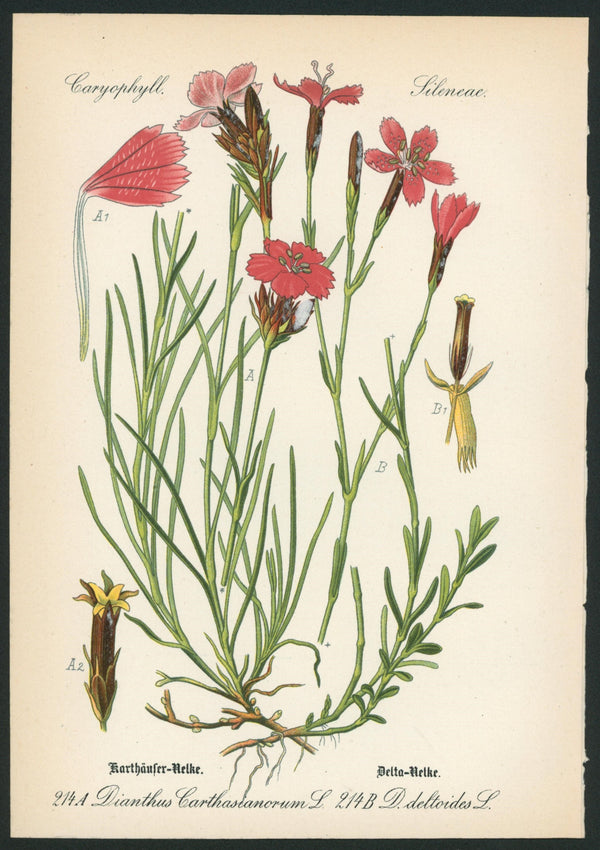 Dianthus Carthasianorum - Antique Botanical Print - Authentic Vintage Antique Print