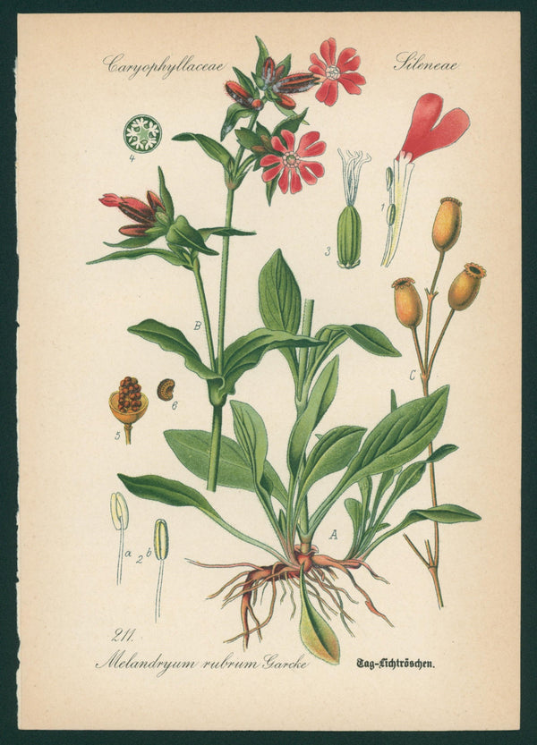 Melandryum Rubrum Garcke - Antique Botanical Print - Authentic Vintage Antique Print