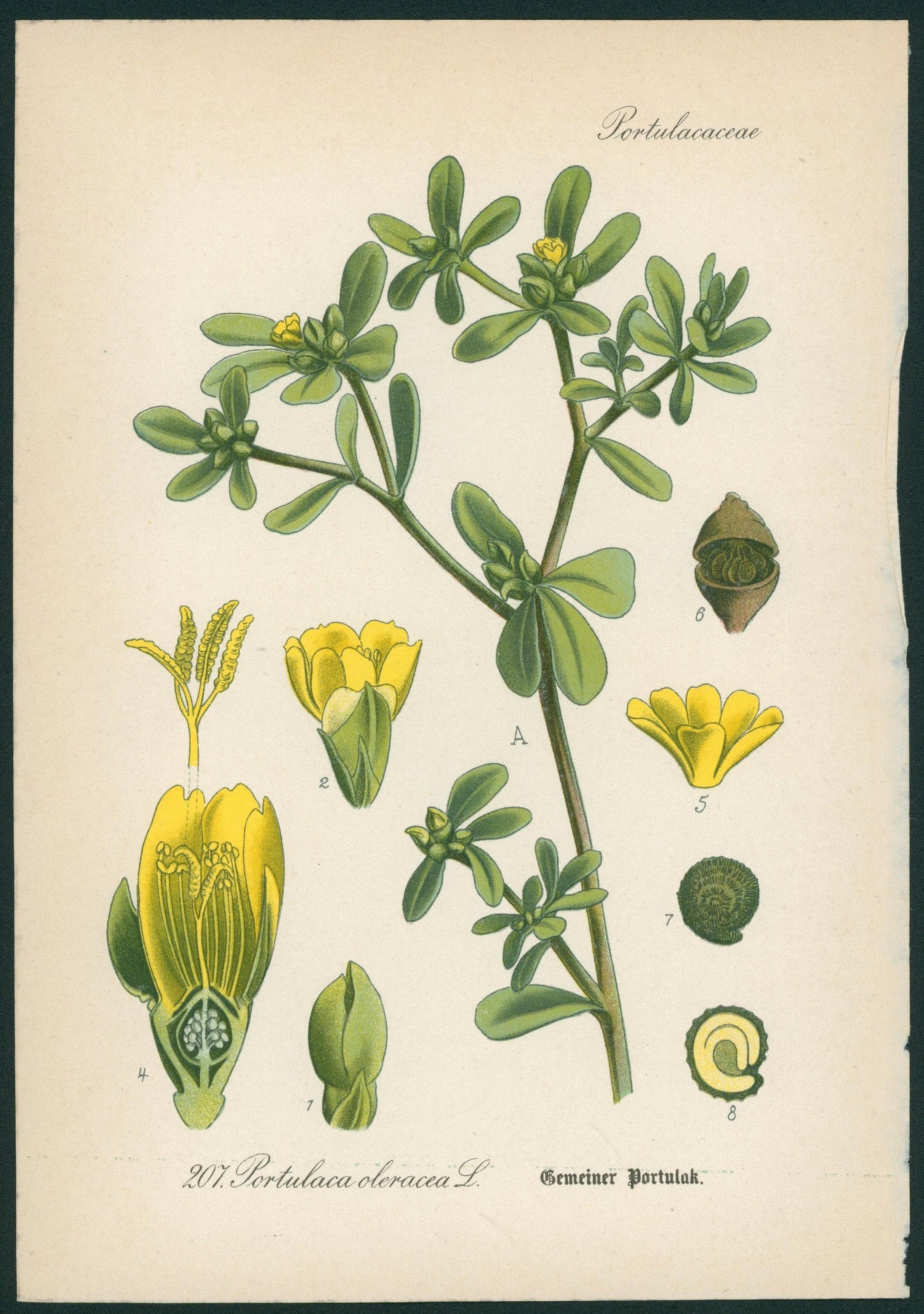 Portulaca Oleracea- Antique Botanical Print - Authentic Vintage Antique Print