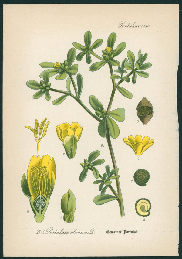 Portulaca Oleracea- Antique Botanical Print - Authentic Vintage Antique Print