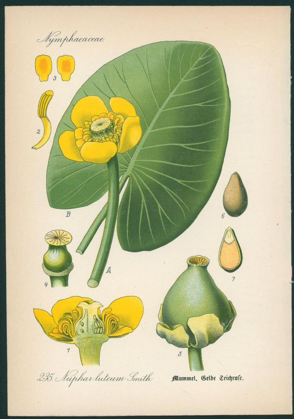 Nuphar Luteum- Antique Botanical Print - Authentic Vintage