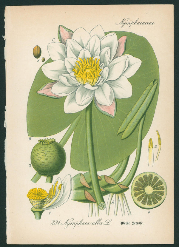 Nymphaea Alba- Antique Botanical Print - Authentic Vintage Antique Print
