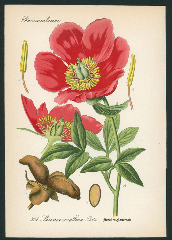 Paeonia Corallina- Antique Botanical Print - Authentic Vintage Antique Print