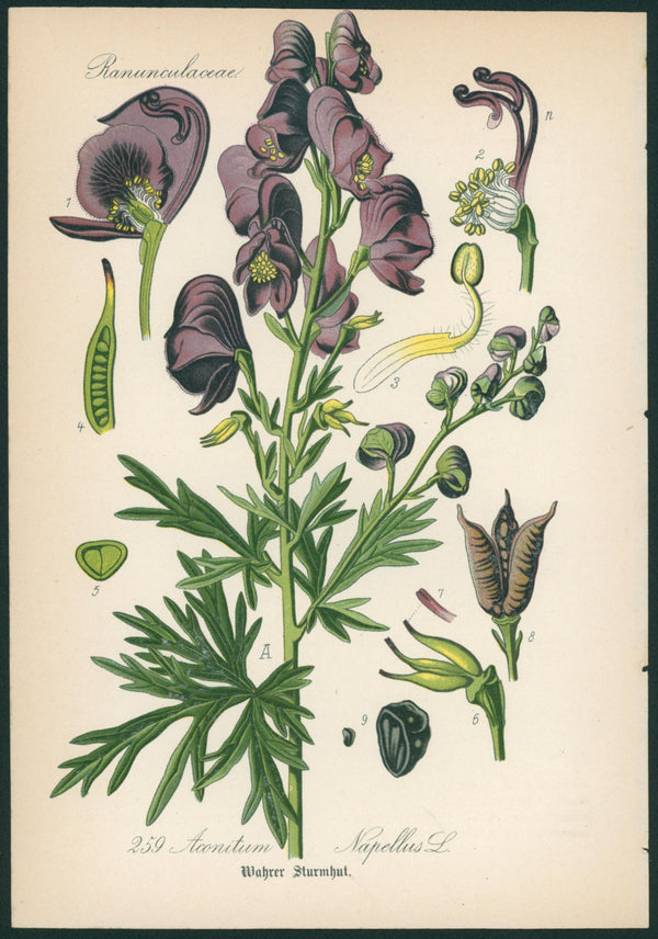 Aconitum Napellus- Antique Botanical Print - Authentic Vintage Antique Print