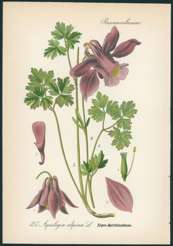Aquilegia Alpina- Antique Botanical Print - Authentic Vintage Antique Print