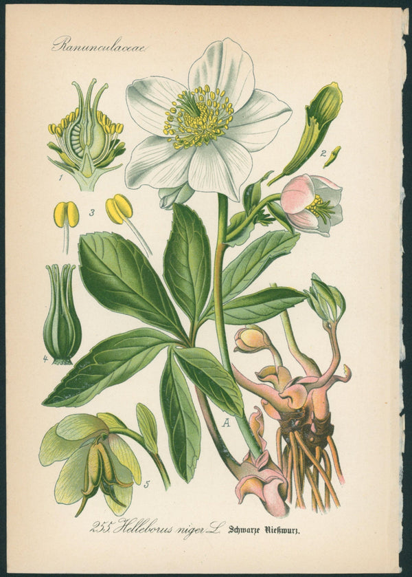 Helleborus Niger - Antique Botanical Print - Authentic Vintage Antique Print