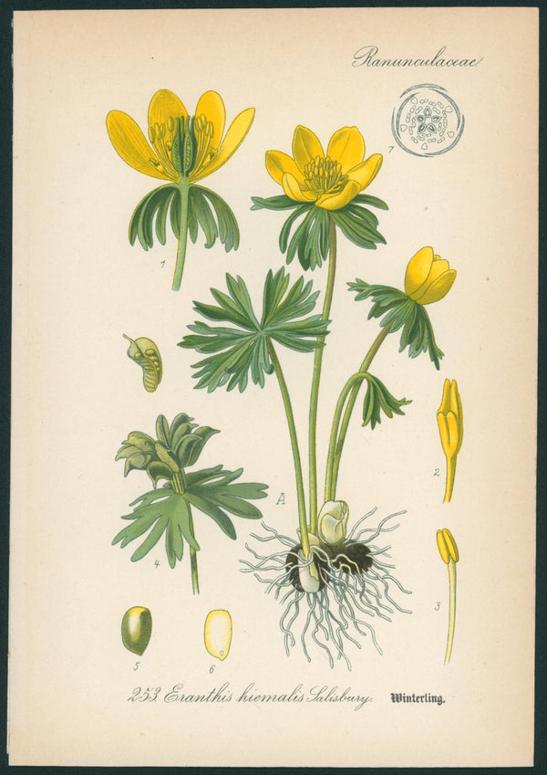 Eranthis Hiemalis - Antique Botanical Print - Authentic Vintage Antique Print