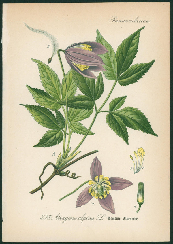 Atragene Alpina- Antique Botanical Print - Authentic Vintage Antique Print