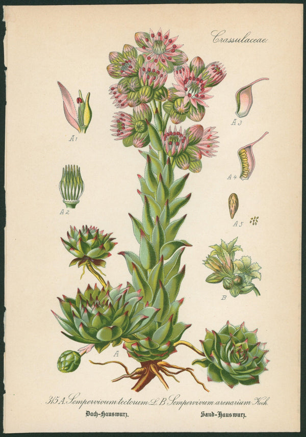 Sempervivum Tectorum - Antique Botanical Print - Authentic Vintage Antique Print