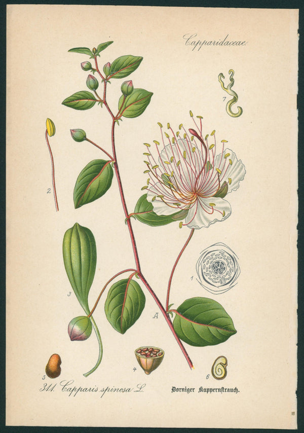 Capparis Spinosa L.- Antique Botanical Print - Authentic Vintage Antique Print