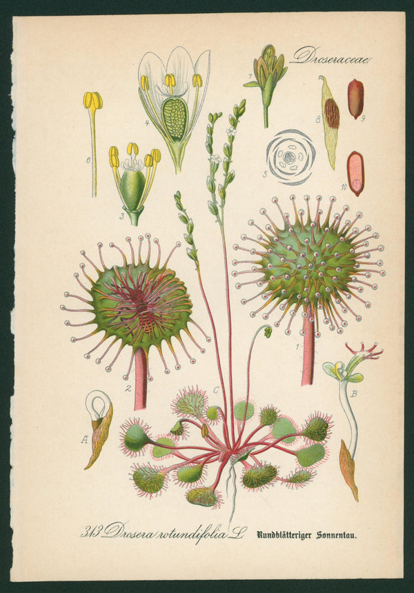 Drosera Rotundifolia L.- Antique Botanical Print - Authentic Vintage Antique Print