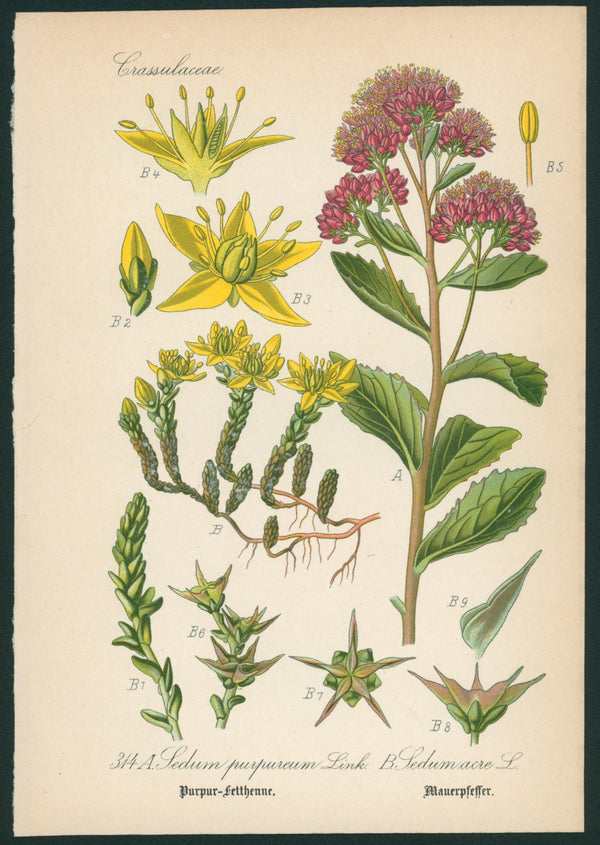 A. Sedum Purpureum Link- Antique Botanical Print - Authentic Vintage Antique Print