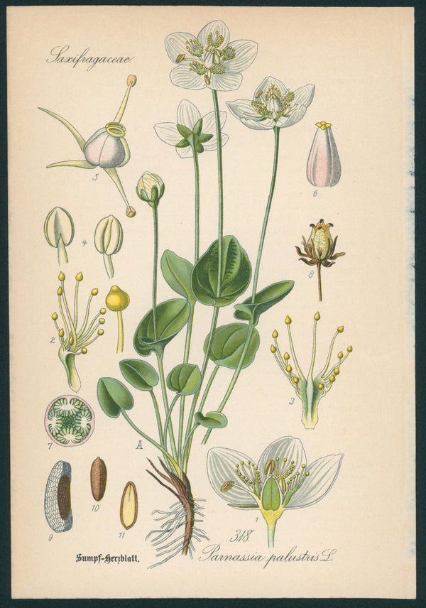 Parnassia Palustris L.- Antique Botanical Print - Authentic Vintage Antique Print