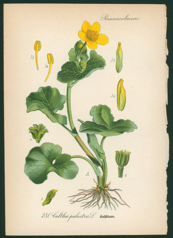 Caltha Palustris L. - Antique Botanical Print - Authentic Vintage Antique Print