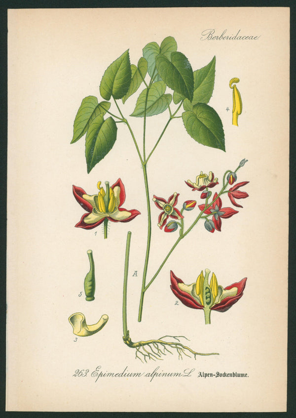 Epimedium Alpinum L. - Antique Botanical Print - Authentic Vintage Antique Print
