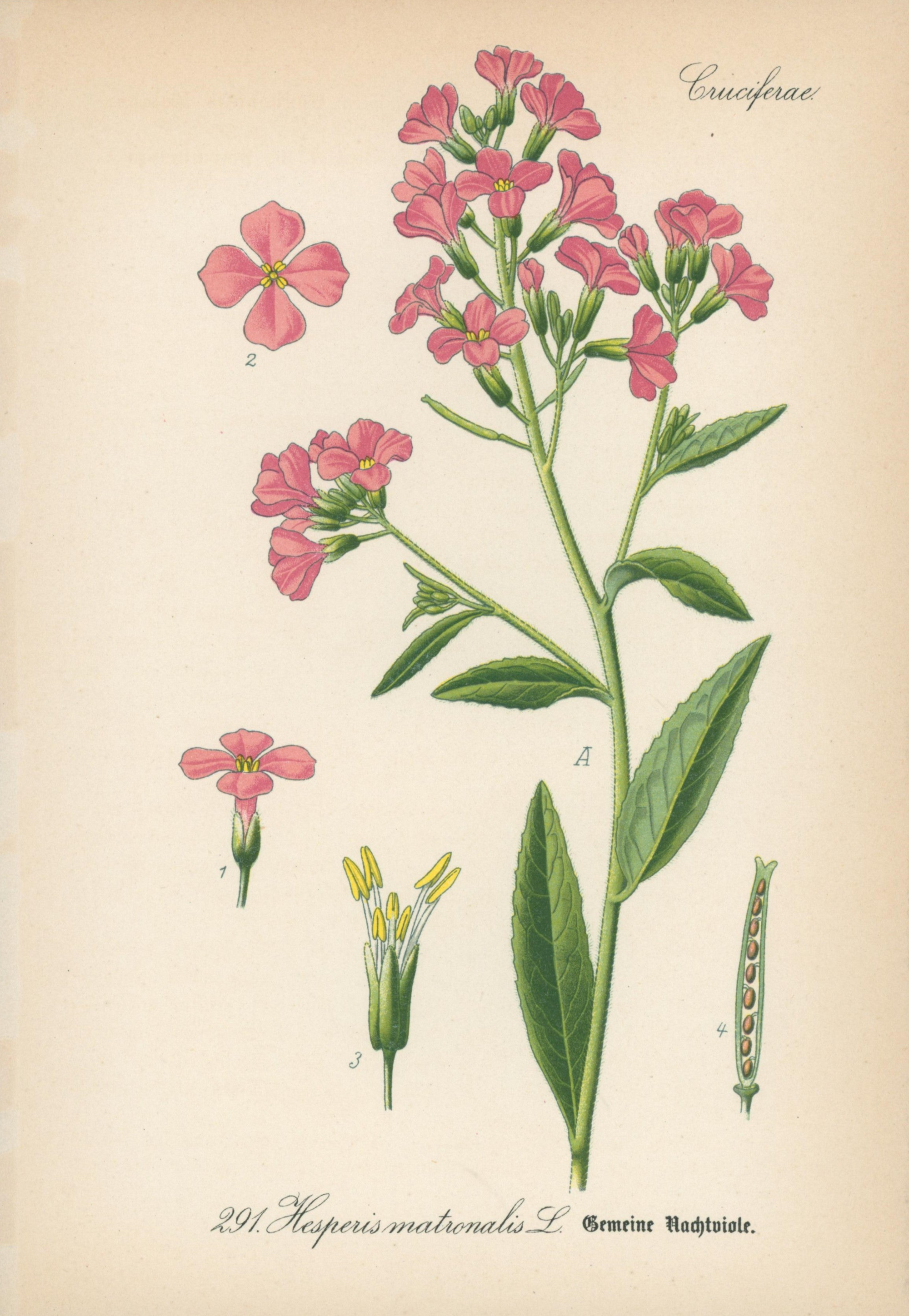 Hesperis Matronalis L. - Antique Botanical Print - Authentic Vintage Antique Print